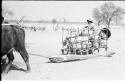 Sled loaded with sacks, with a man riding in it