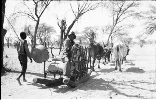 Sled loaded with sacks, dragged by oxen, with a man riding in it