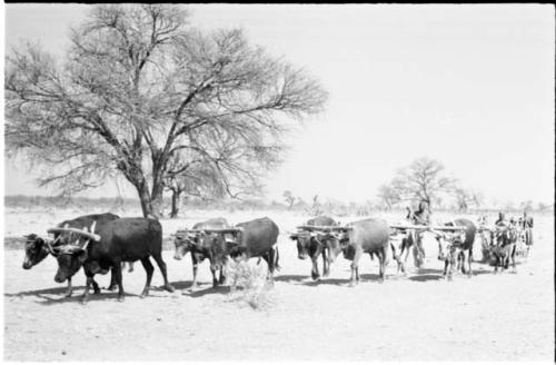 Cattle dragging a sled