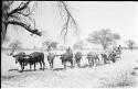 Cattle dragging a sled