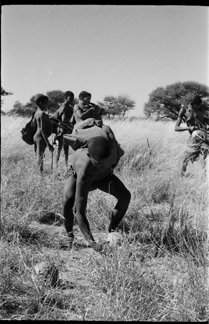 Group of people gathering tsama melons in a field