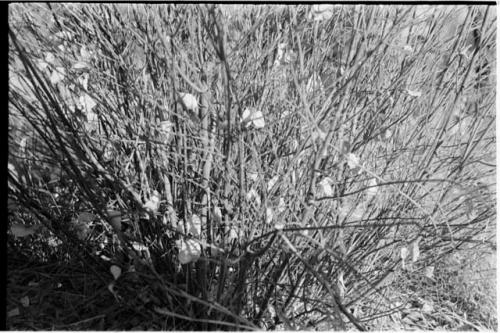 Shrub with white leaves