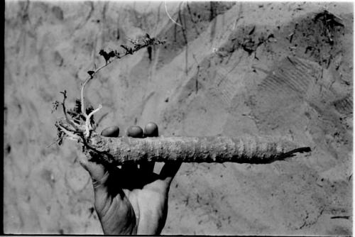 Person's hand holding a root