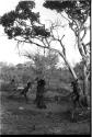 Four boys playing, swinging in a tree, naqm (swing)