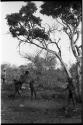 Four boys playing, swinging in a tree, naqm (swing)