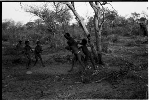 Five boys playing, swinging in a tree, naqm (swing)