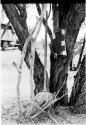 Object hanging in tree and a broom which expedition left leaning against a tree