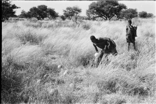 /Twikwe and DaSi!Na gathering tsama melons in a field