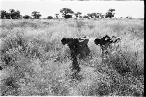 /Twikwe and DaSi!Na gathering tsama melons in a field