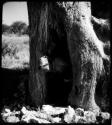 Elizabeth Marshall Thomas climbing out of a baobab tree (copy of color stereo slide 2001.29.12394)