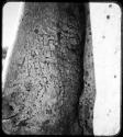 Names carved on the trunk of a baobab tree (copy of color stereo slide 2001.29.5345)