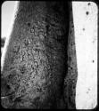 Names carved on the trunk of a baobab tree (copy of color stereo slide 2001.29.5345)