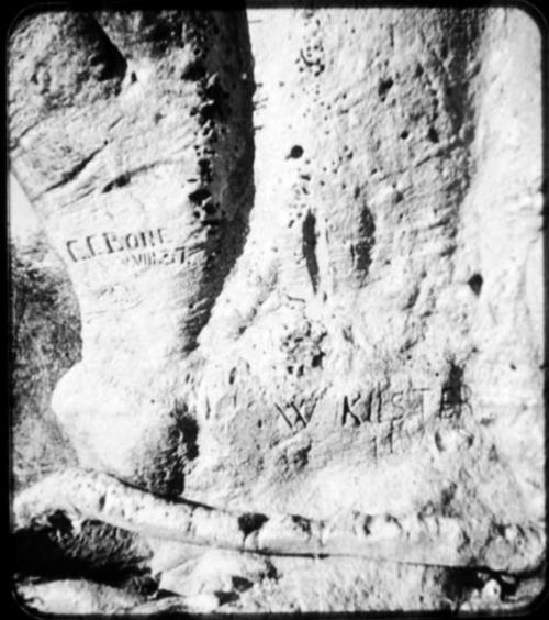 Names carved on the trunk of a baobab tree (copy of color stereo slide 2001.29.5350)