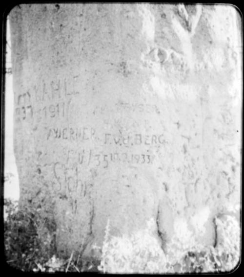 Names carved on the trunk of a baobab tree (copy of color stereo slide 2001.29.5352)