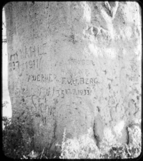 Names carved on the trunk of a baobab tree (copy of color stereo slide 2001.29.5352)