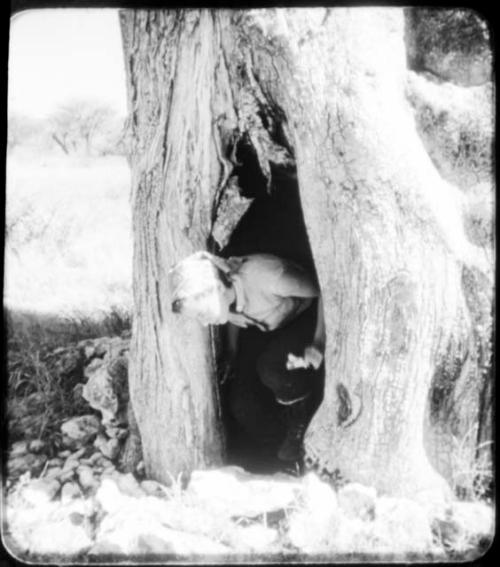 Elizabeth Marshall Thomas climbing out of a baobab tree (copy of color stereo slide 2001.29.12394)