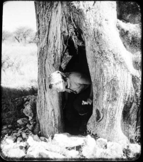 Elizabeth Marshall Thomas climbing out of a baobab tree (copy of color stereo slide 2001.29.12394)