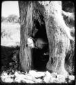 Elizabeth Marshall Thomas climbing out of a baobab tree (copy of color stereo slide 2001.29.12394)