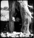 Elizabeth Marshall Thomas climbing out of a baobab tree (copy of color stereo slide 2001.29.12394)