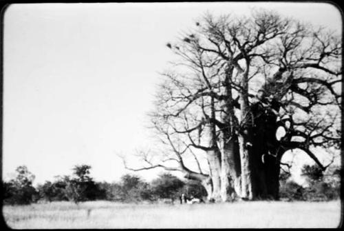 People standing next to an expedition Jeep underneath a baobab tree (copy of color slide  2001.29.2598)