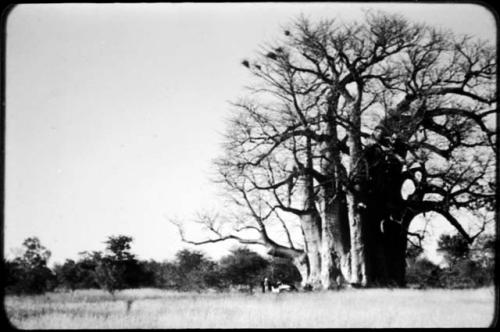 People standing next to an expedition Jeep underneath a baobab tree (copy of color slide  2001.29.2598)