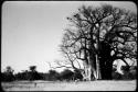 People standing next to an expedition Jeep underneath a baobab tree (copy of color slide  2001.29.2598)