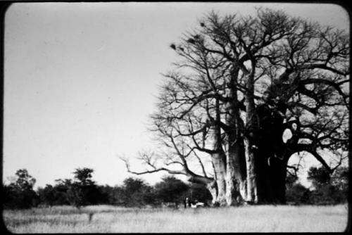 People standing next to an expedition Jeep underneath a baobab tree (copy of color slide  2001.29.2598)