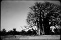 People standing next to an expedition Jeep underneath a baobab tree (copy of color slide  2001.29.2598)