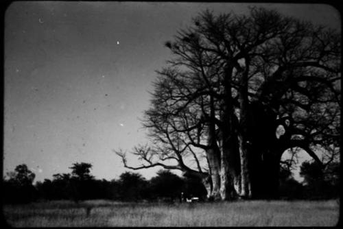 People standing next to an expedition Jeep underneath a baobab tree (copy of color slide  2001.29.2598)