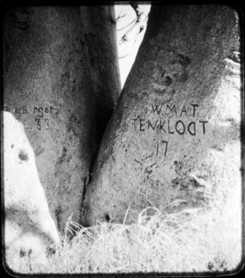 Names carved on the trunk of a baobab tree (copy of color stereo slide 2001.29.12145)