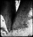 Names carved on the trunk of a baobab tree (copy of color stereo slide 2001.29.12145)