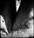 Names carved on the trunk of a baobab tree (copy of color stereo slide 2001.29.12145)