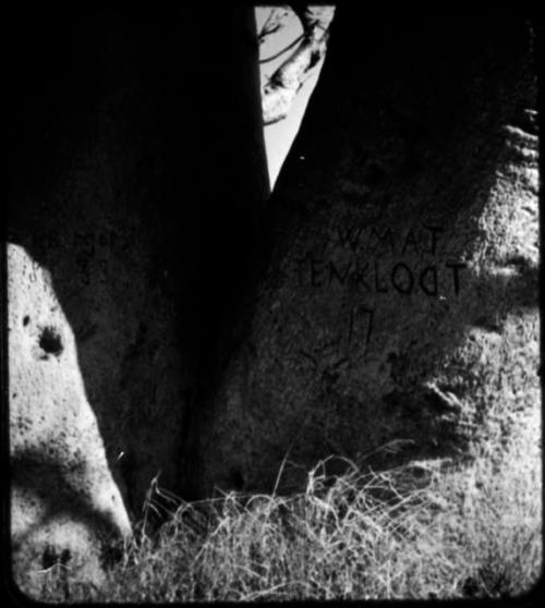 Names carved on the trunk of a baobab tree (copy of color stereo slide 2001.29.12145)