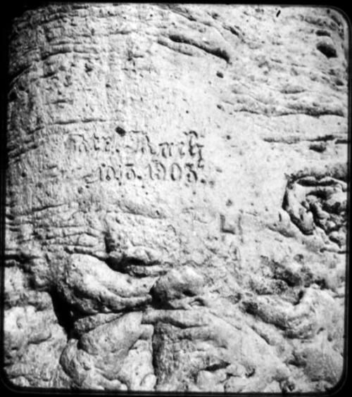 Name and date "Rush 10.13.1903" carved in the trunk of a baobab tree, close-up (copy of negative 2001.29.14662)