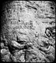 Name and date "Rush 10.13.1903" carved in the trunk of a baobab tree, close-up (copy of negative 2001.29.14662)