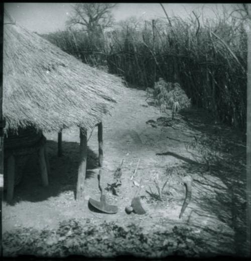 Shovel or cultivator, hoe, and a long horn inside a storage thatch in a kraal