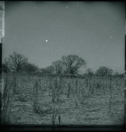 Cornfield, with kraal in background