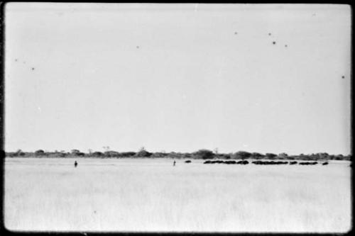 Hunters with herd of wildebeest at Thinthuma