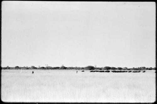 Hunters with herd of wildebeest at Thinthuma