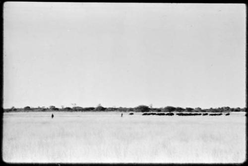 Hunters with herd of wildebeest at Thinthuma