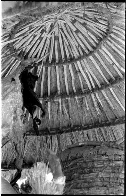 Interior of thatched roof structure, close-up