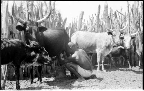 Man milking cattle in an Ombandia kraal