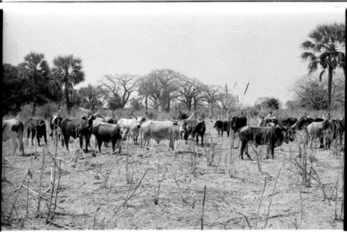 Cattle in a field