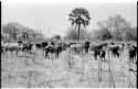 Cattle in a field