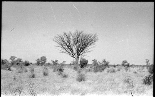 Marula tree, distant view