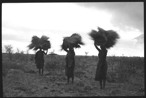 Three women carrying bundles of grass on their heads