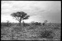 Group of women carrying grass on top of their heads, seen from a distance
