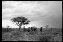 Group of women carrying grass on top of their heads, seen from a distance