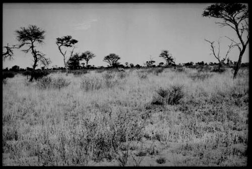 View of veld