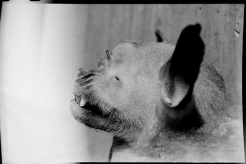 Bat face in profile, close-up view (image partially obscured)